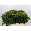 Paeonia Soft Salmon Saucer