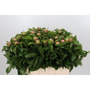 Paeonia Soft Salmon Saucer