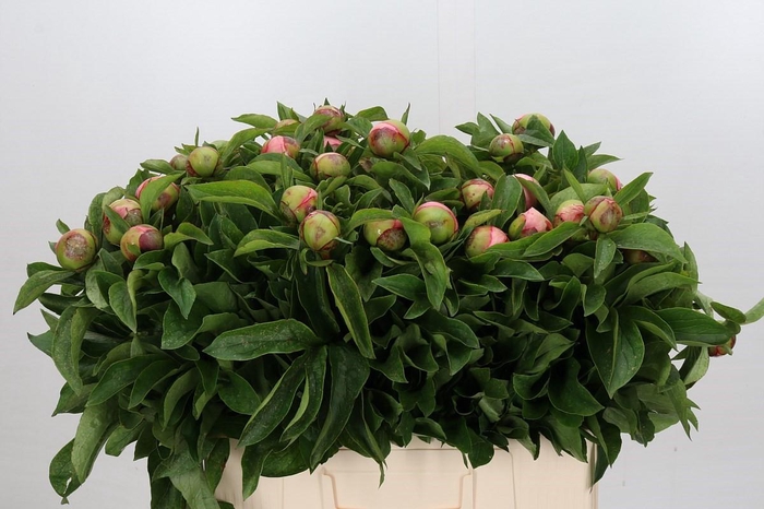 Paeonia Soft Salmon Saucer