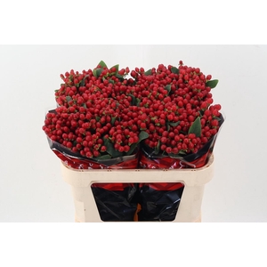 Hyp True Rom XL 70cm