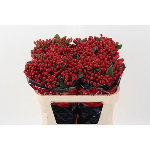 Hyp True Rom XL 70cm