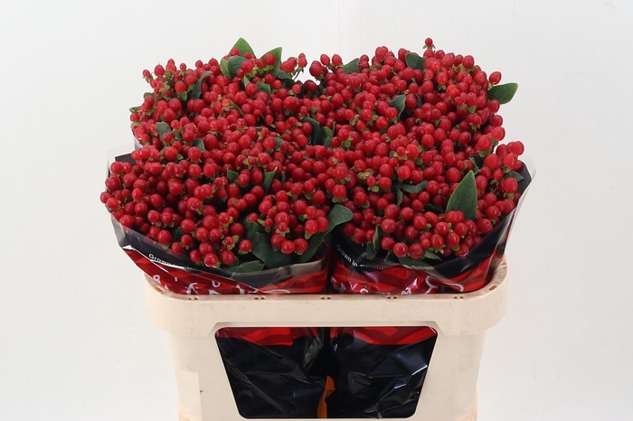 <h4>Hyp True Rom XL 70cm</h4>