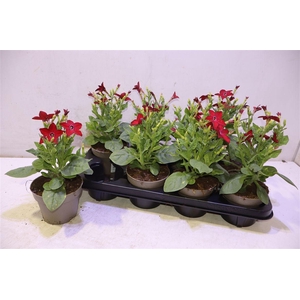 arr8 Nicotiana Ov Red