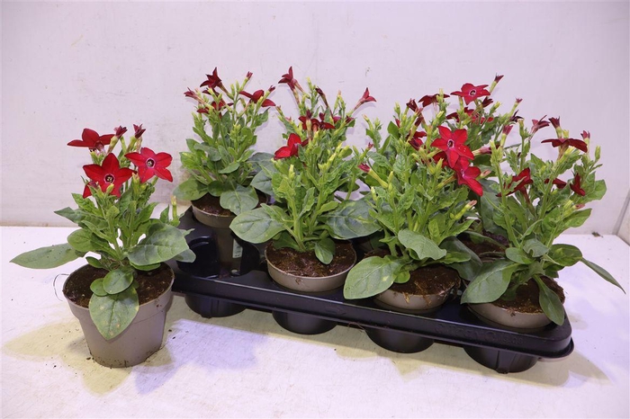 <h4>arr8 Nicotiana Ov Red</h4>