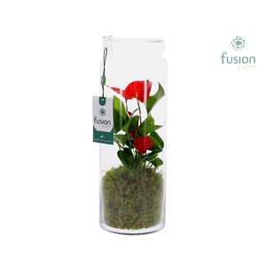 Glazen vaas met Anthurium