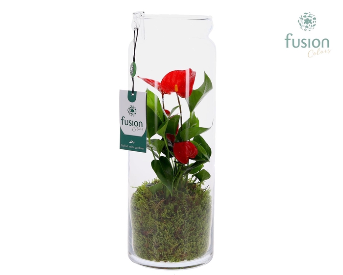 <h4>Glazen vaas met Anthurium</h4>