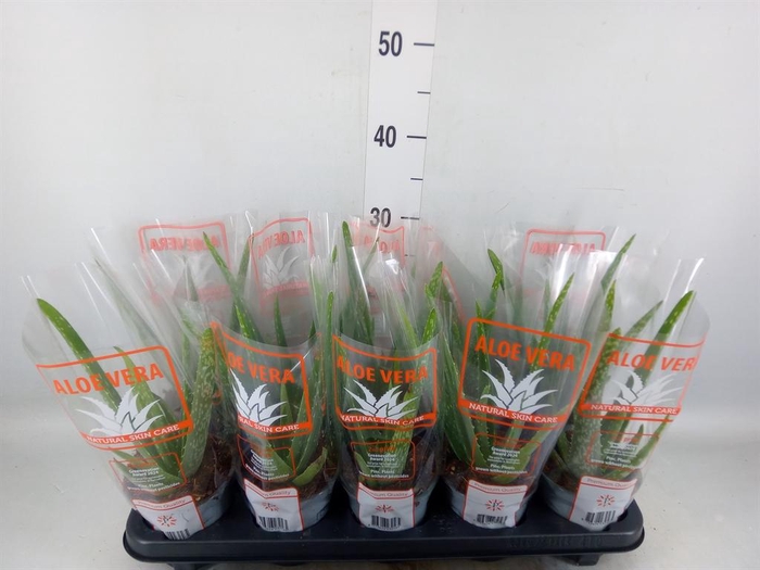 <h4>Aloe vera</h4>