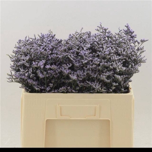 LIM SAF LILAC