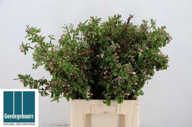 <h4>MALUS RED SENTINEL</h4>