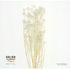 Dried Bleached Ozothamnus