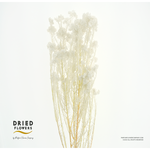 Dried Bleached Ozothamnus