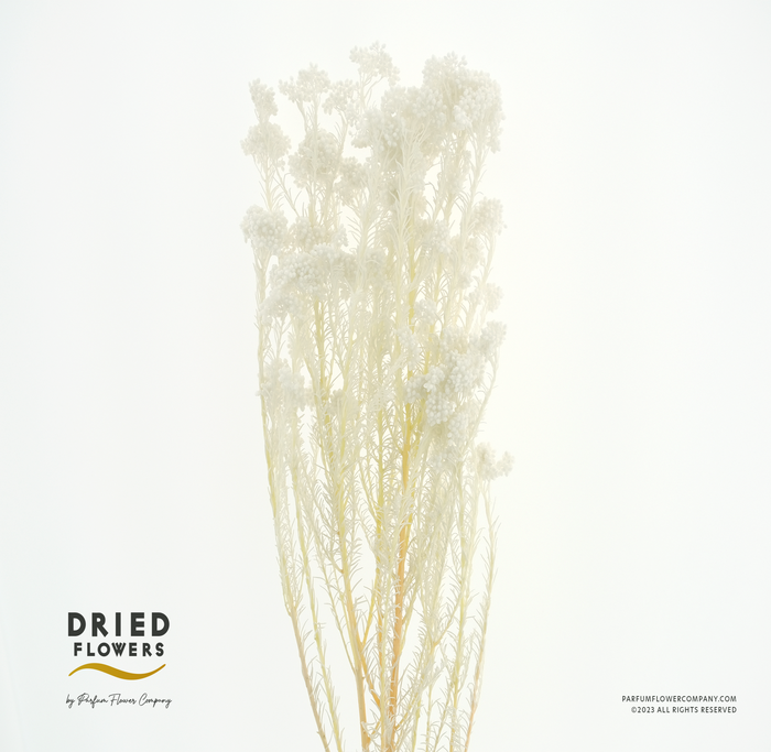 Dried Bleached Ozothamnus