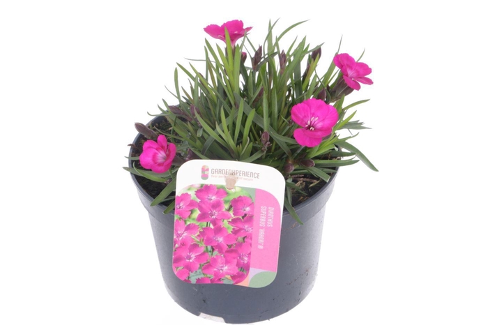 <h4>Dianthus caryophyllus Kahori</h4>