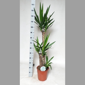 YUCCA