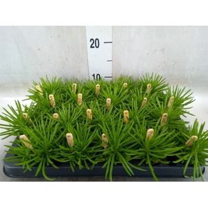 Senecio archeri 'Himalaya'