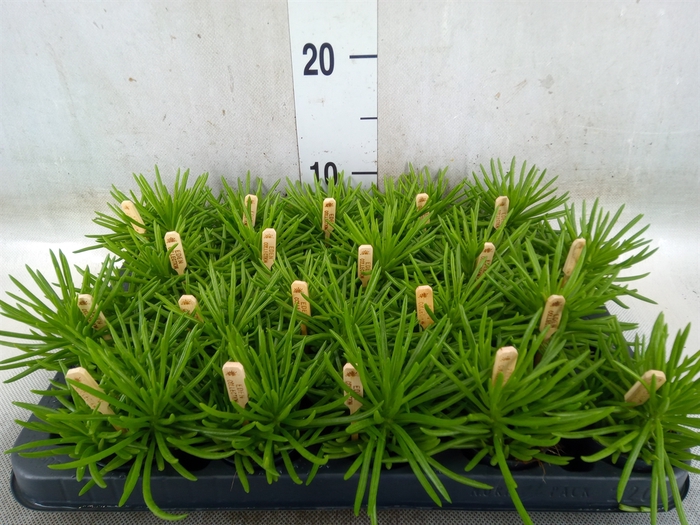 <h4>Senecio archeri 'Himalaya'</h4>