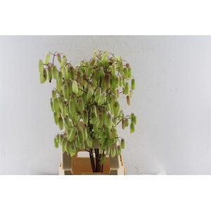 Kal Adans Green Apple