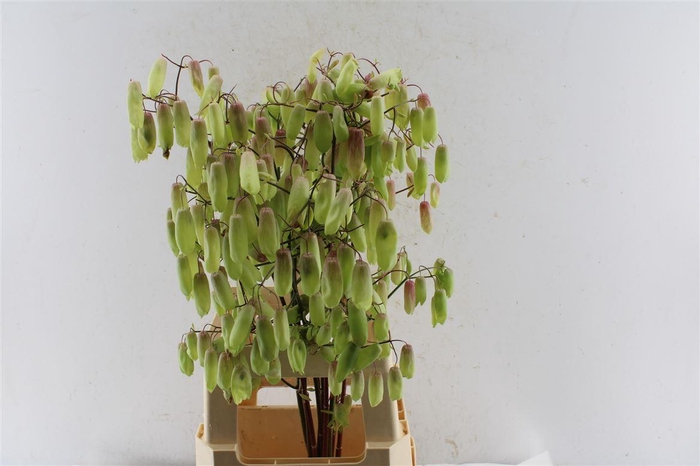 <h4>Kal Adans Green Apple</h4>