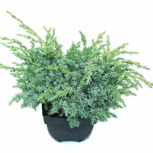 Juniperus sq. 'Blue Swede' P17