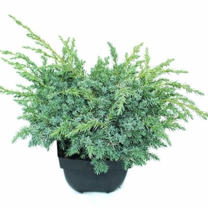 Juniperus squamata 'Blue Swede' P17