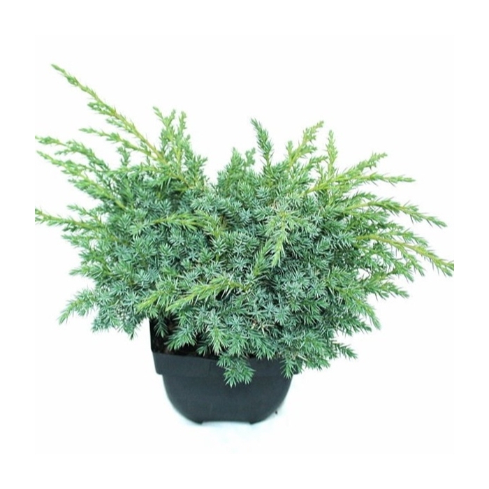 <h4>Juniperus squamata 'Blue Swede' P17</h4>