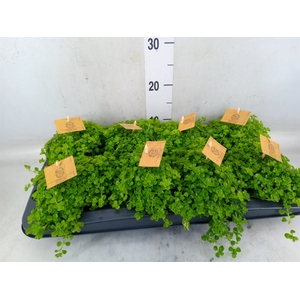 Pilea depressa