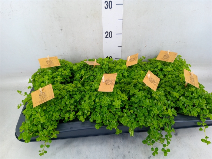 <h4>Pilea depressa</h4>
