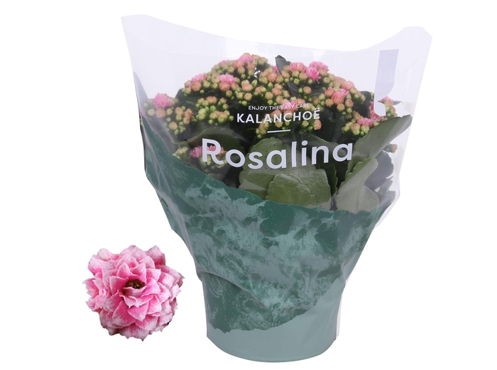 <h4>Kalanchoe Rosalina 15cm Don Alano wit/roze</h4>