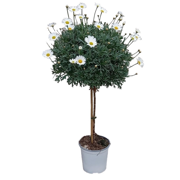 <h4>Argyranthemum Frutescens "op stam" - WIT</h4>