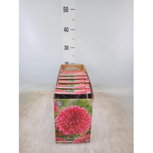 Dahlia   ...flowerbulbs