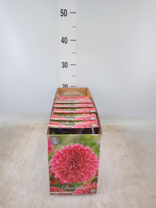 <h4>Dahlia   ...flowerbulbs</h4>