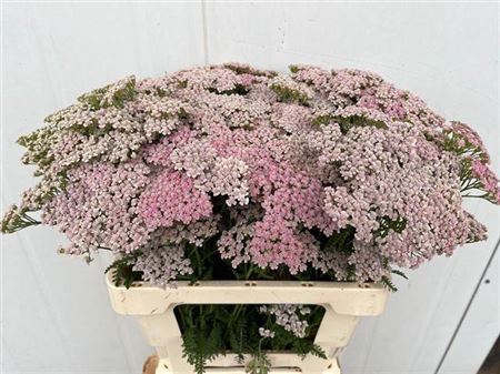 <h4>Achil Pink Lady</h4>