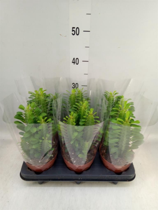<h4>Euphorbia trigona</h4>