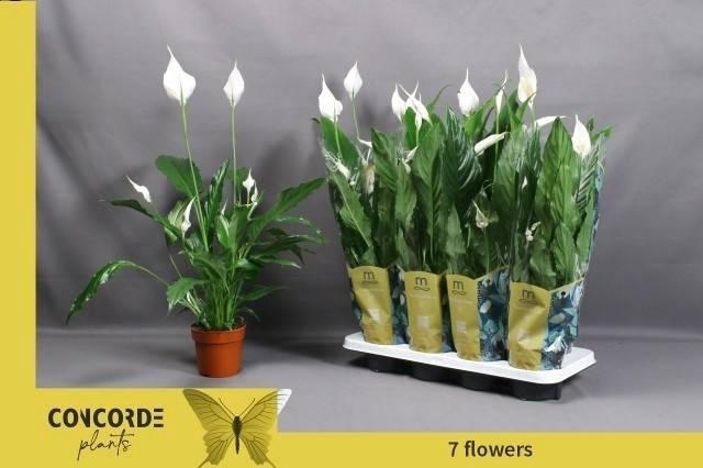 <h4>SPATH SWEET CHICO</h4>