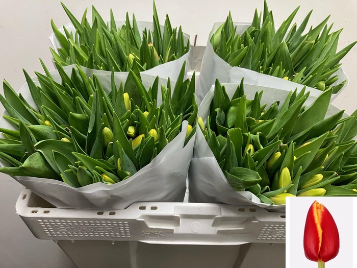 <h4>TU EN DENMARK</h4>