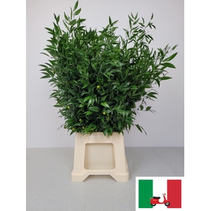 RUSCUS MIDDEL PB SUPER