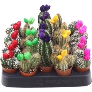 Cactus Gemengd + Strobloem