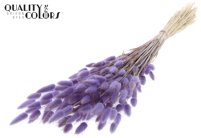 <h4>Lagurus per bunch Milka</h4>