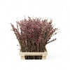 Salix Red Passion Spray