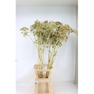 Ferule White 150cm Spray Per Tak