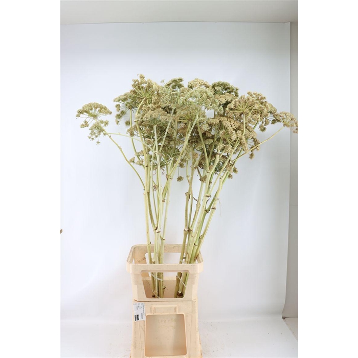 <h4>Ferule White 150cm Spray Per Tak</h4>