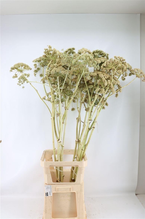 <h4>Ferule White 150cm Spray Per Tak</h4>