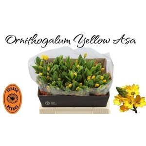 ORNIT DB YELLOW ASA