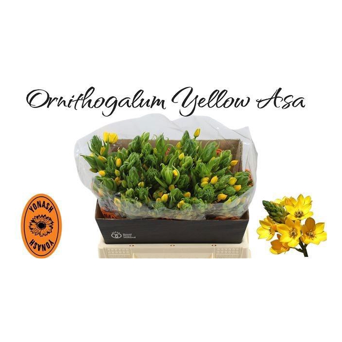 <h4>Ornit Db Yellow Asa</h4>