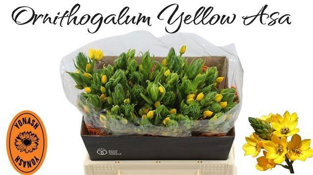 <h4>ORNIT DB YELLOW ASA</h4>