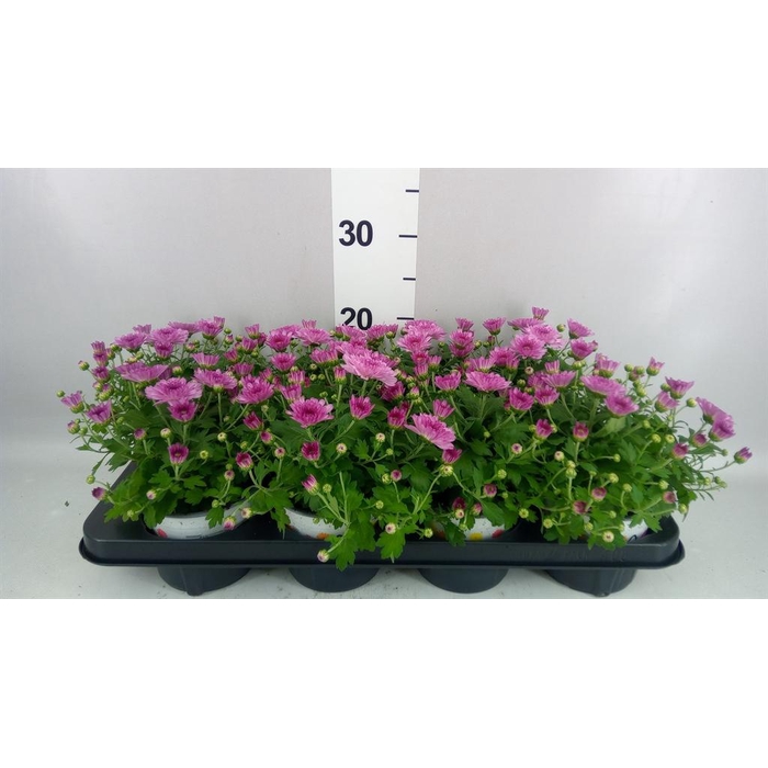 <h4>Chrysanthemum  'Ditto Dark Pink'</h4>