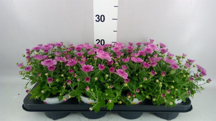 <h4>Chrysanthemum  'Ditto Dark Pink'</h4>