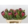 Protea Barbigera Early Mountain Queen