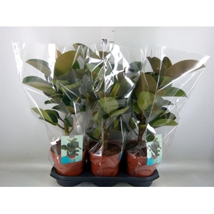 Ficus elastica 'Cloe'