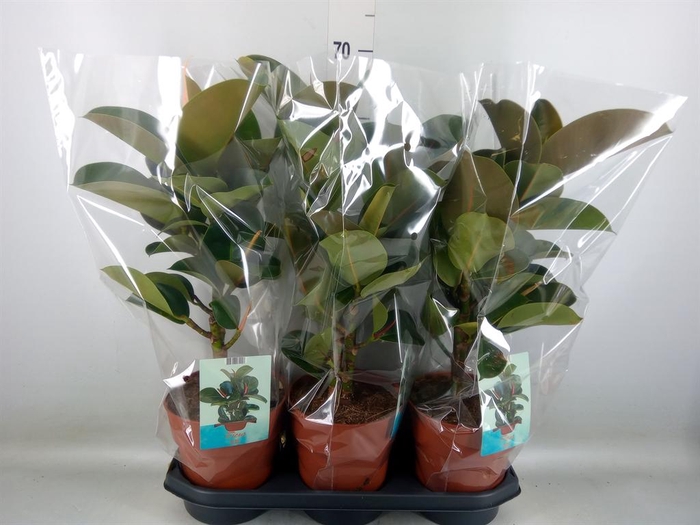 <h4>Ficus elastica 'Cloe'</h4>